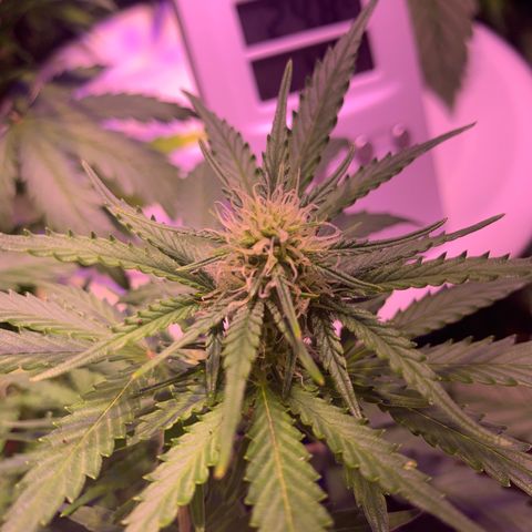 Buzz Lightyear growlog timeline photo