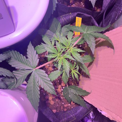 Rockford  growlog timeline photo
