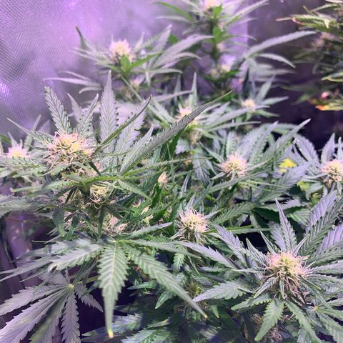 Buzz Lightyear growlog timeline photo