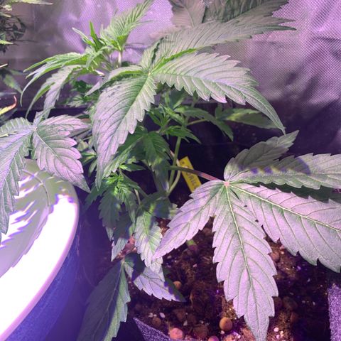 Royal Harambe growlog timeline photo