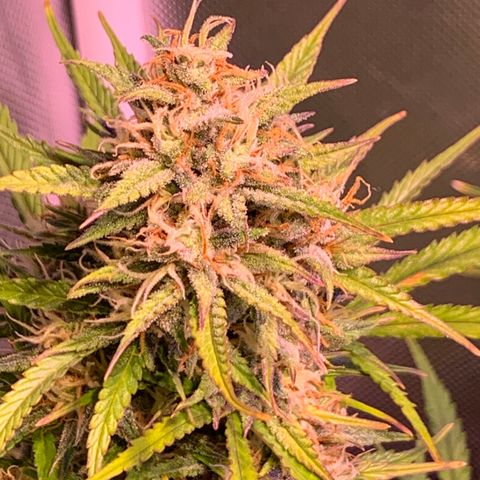 Cookie Crisp growlog timeline photo