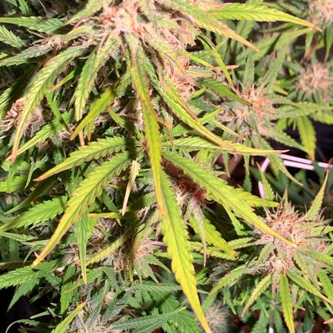 Cookie Crisp growlog timeline photo
