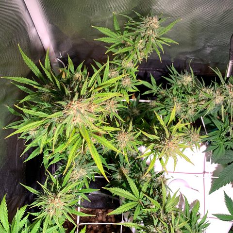Cookie Crisp growlog timeline photo