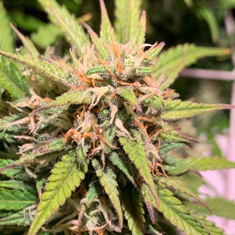 Cookie Crisp growlog timeline photo