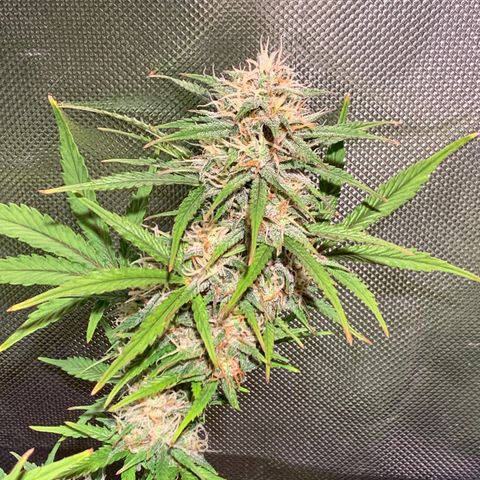 Cookie Crisp growlog timeline photo