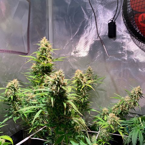 Cookie Crisp growlog timeline photo