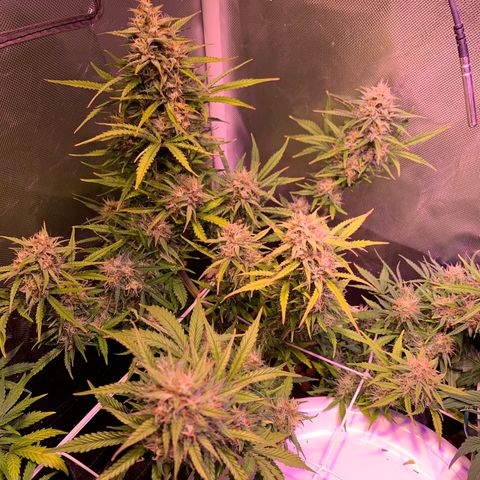 Cookie Crisp growlog timeline photo