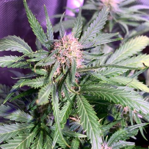 Buzz Lightyear growlog timeline photo