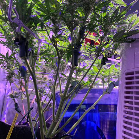 Buzz Lightyear growlog timeline photo