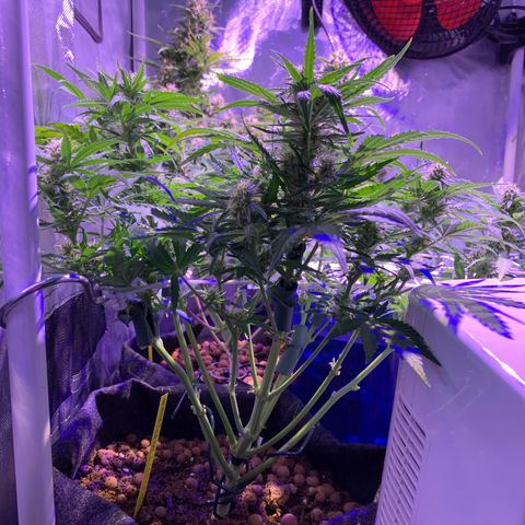 Buzz Lightyear growlog timeline photo