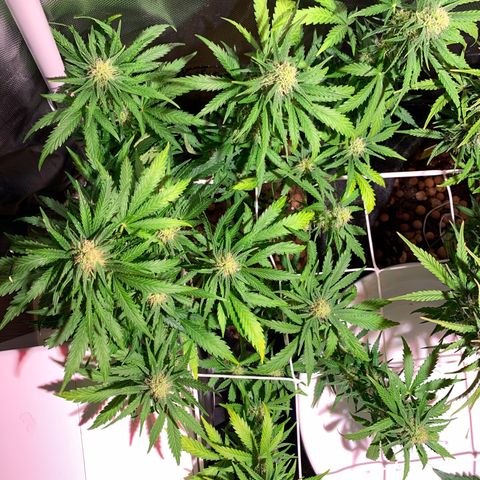Buzz Lightyear growlog timeline photo