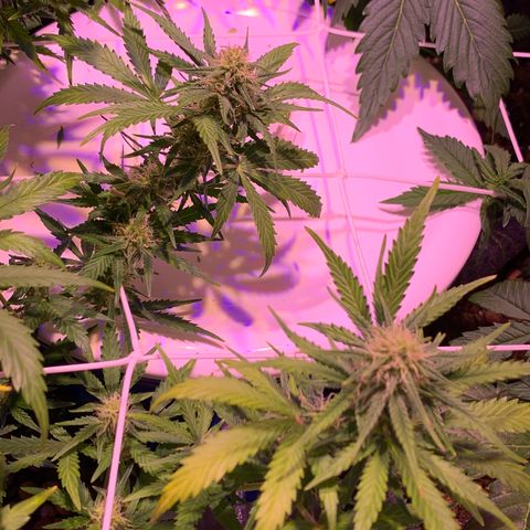 Buzz Lightyear growlog timeline photo