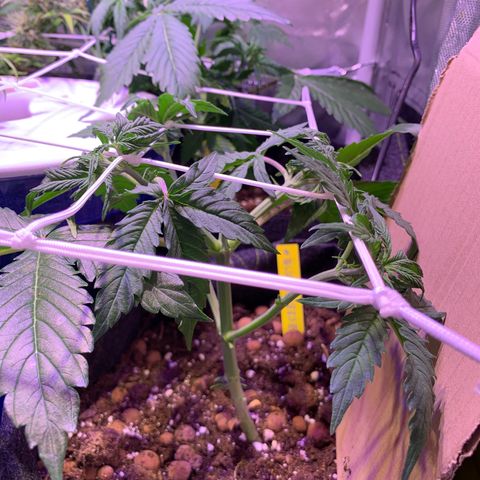Rockford  growlog timeline photo