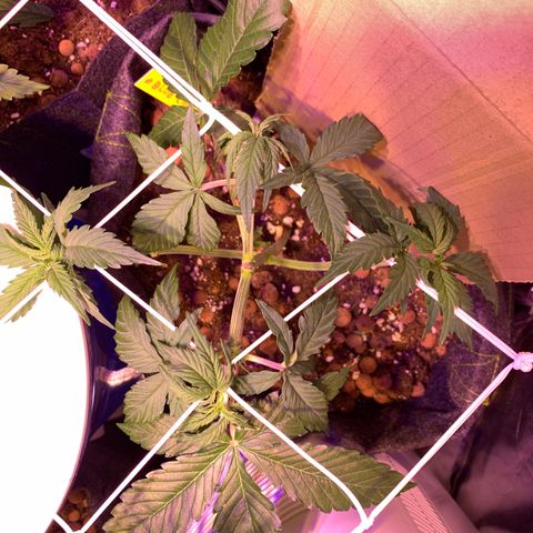 Rockford  growlog timeline photo