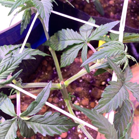 Rockford  growlog timeline photo