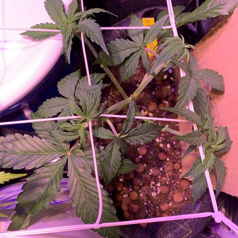 Rockford  growlog timeline photo