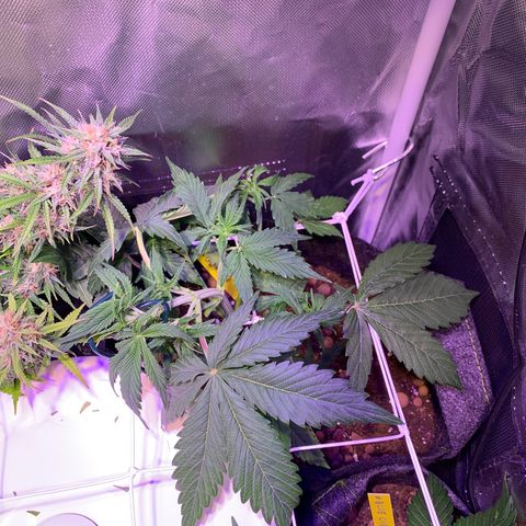 Royal Harambe growlog timeline photo