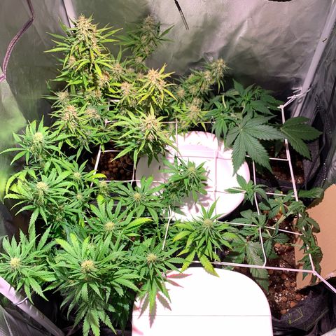 Rockford  growlog timeline photo