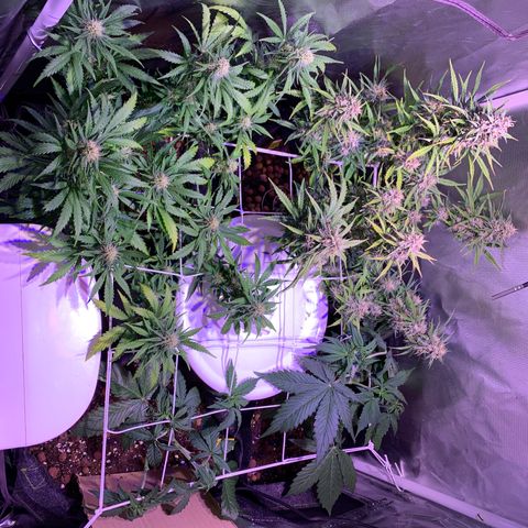 Rockford  growlog timeline photo
