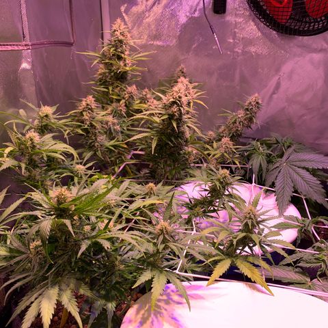 Rockford  growlog timeline photo