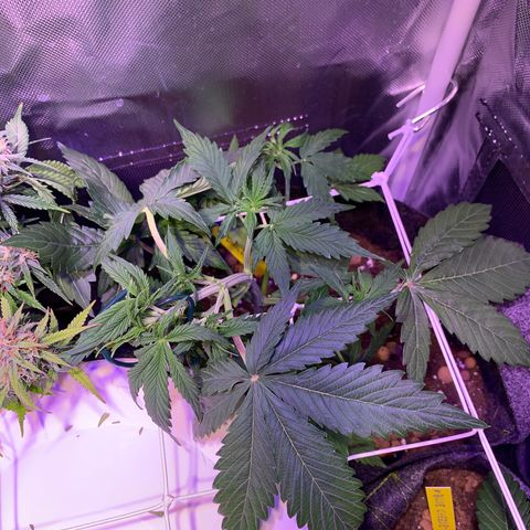 Royal Harambe growlog timeline photo