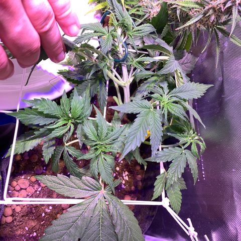 Royal Harambe growlog timeline photo