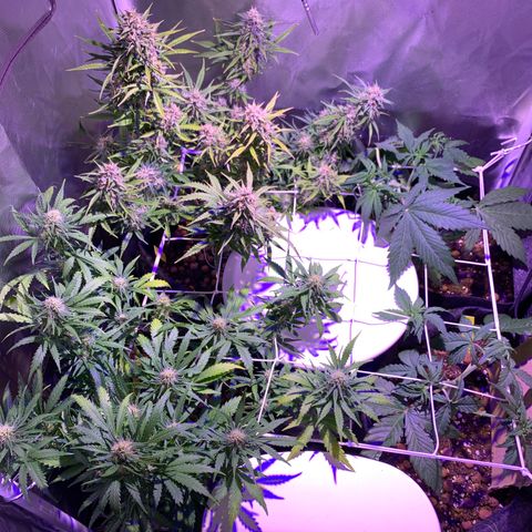 Rockford  growlog timeline photo