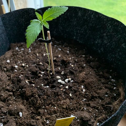Hulkberry growlog timeline photo