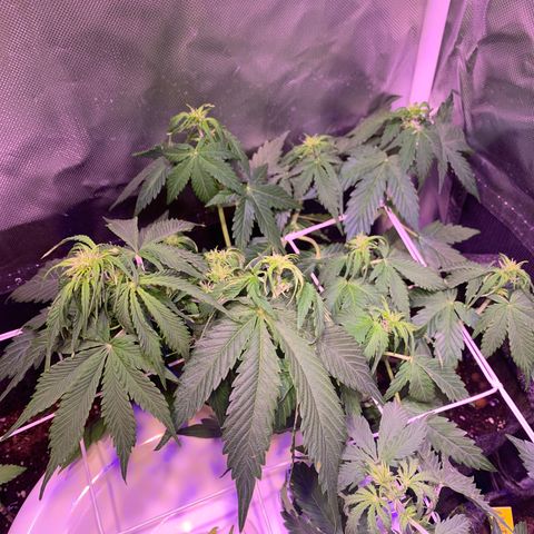 Royal Harambe growlog timeline photo