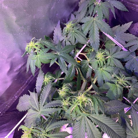 Royal Harambe growlog timeline photo