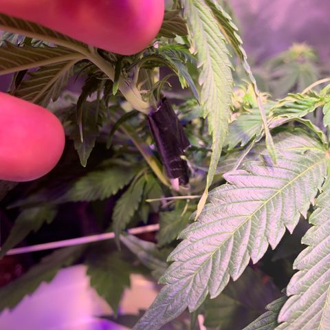 Royal Harambe growlog timeline photo