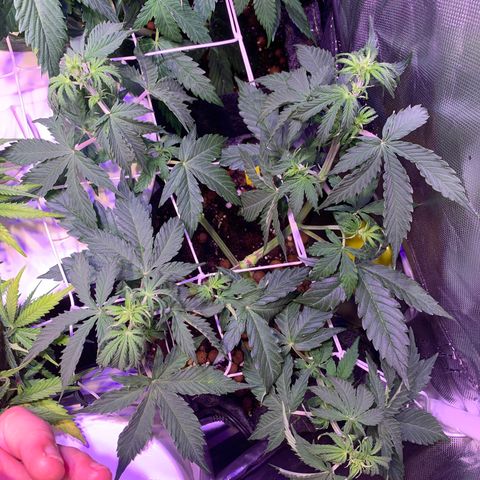 Rockford  growlog timeline photo