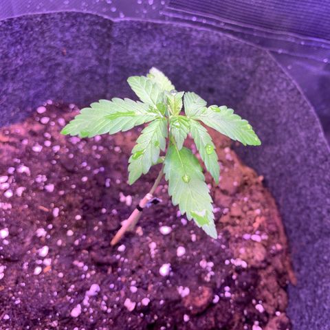 Hulkberry growlog timeline photo