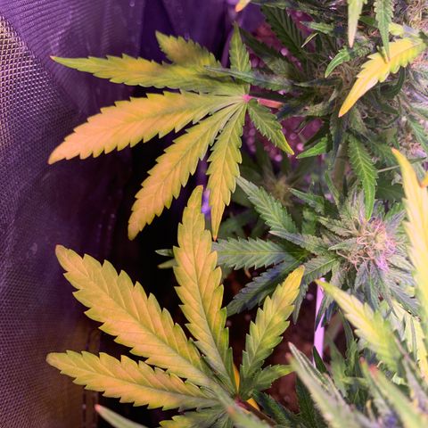 Buzz Lightyear growlog timeline photo