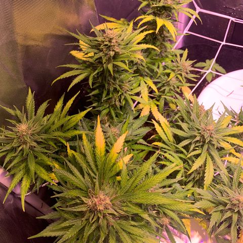Buzz Lightyear growlog timeline photo