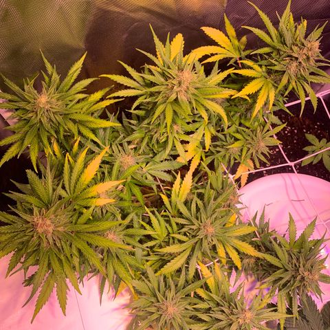 Buzz Lightyear growlog timeline photo