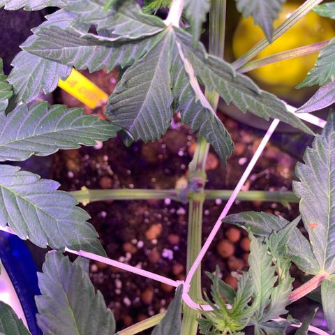 Rockford  growlog timeline photo