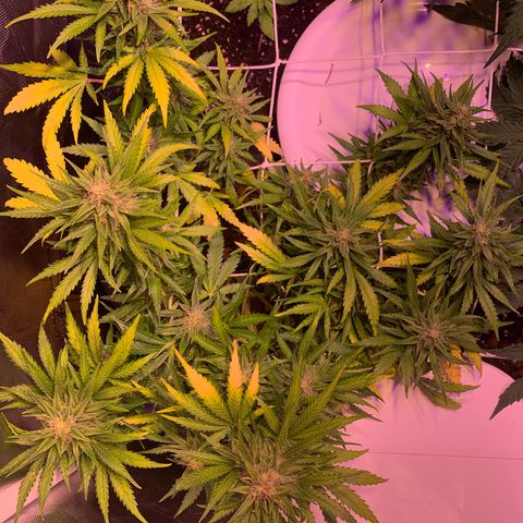 Buzz Lightyear growlog timeline photo