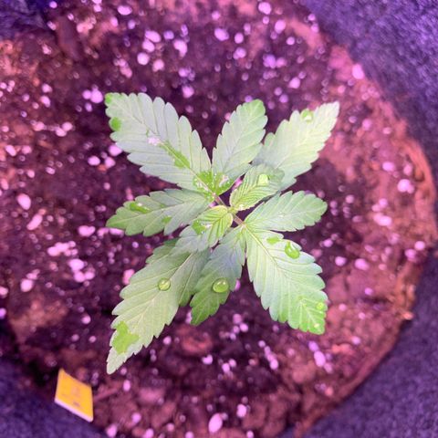 Hulkberry growlog timeline photo