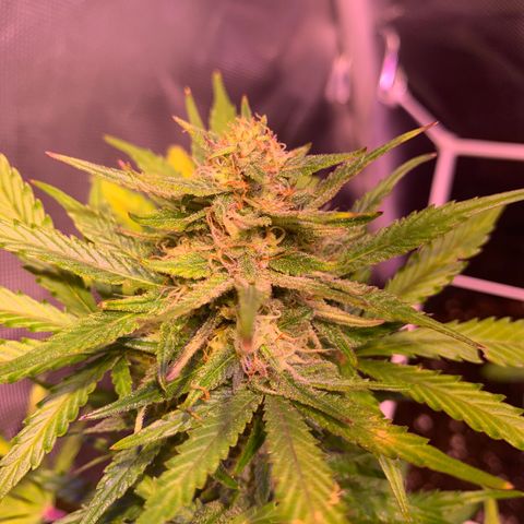 Buzz Lightyear growlog timeline photo