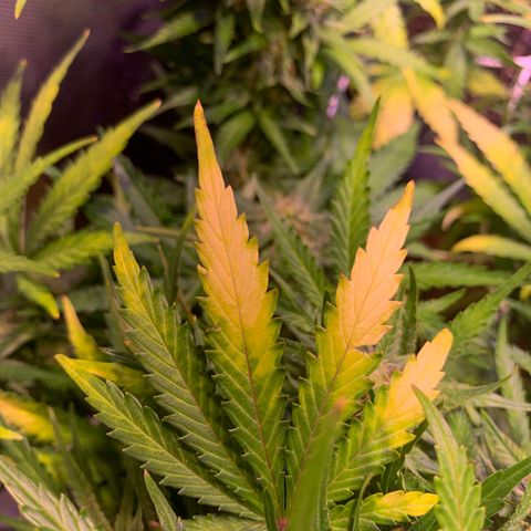 Buzz Lightyear growlog timeline photo