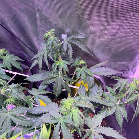 Rockford  growlog timeline photo