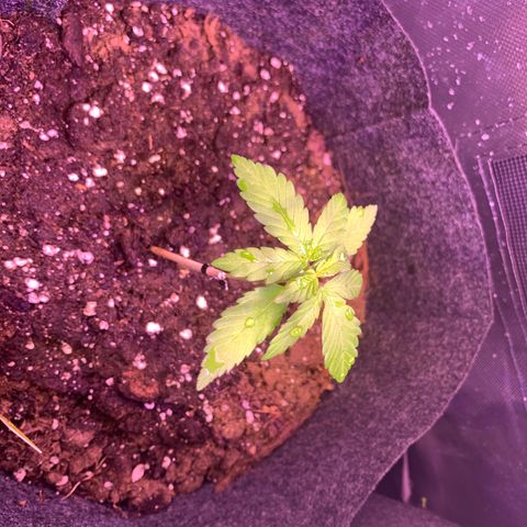 Hulkberry growlog timeline photo