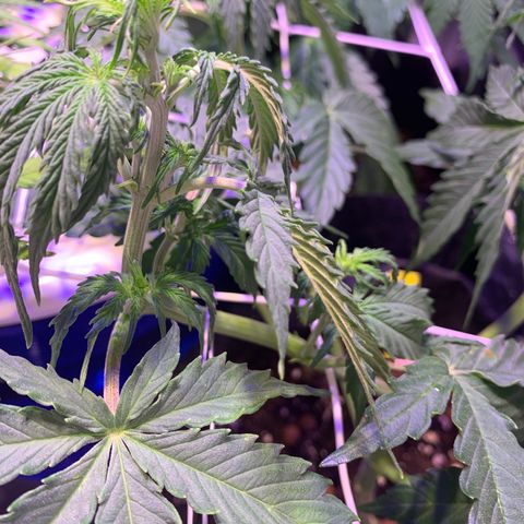 Rockford  growlog timeline photo