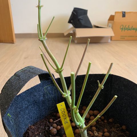 Cookie Crisp growlog timeline photo