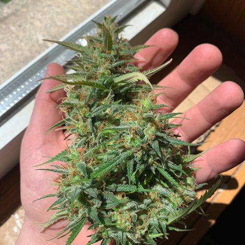 Cookie Crisp growlog timeline photo