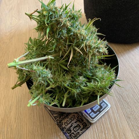 Cookie Crisp growlog timeline photo