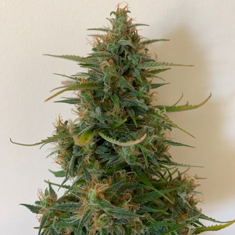 Cookie Crisp growlog timeline photo