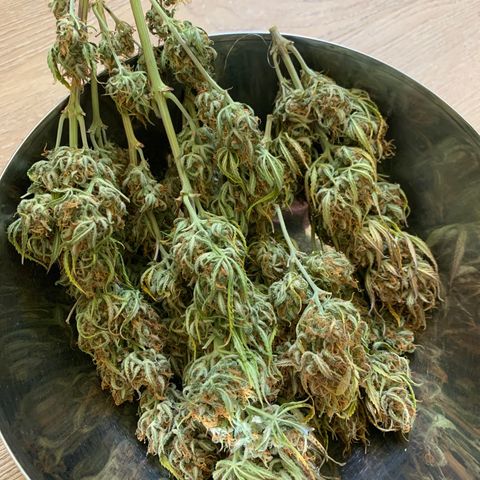 Cookie Crisp growlog timeline photo