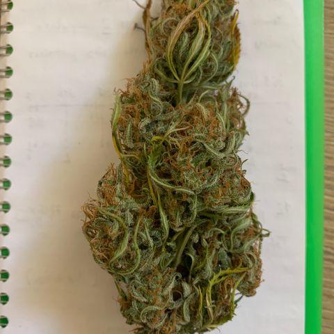Cookie Crisp growlog timeline photo